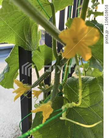 双子のきゅうり可愛いな 116618658