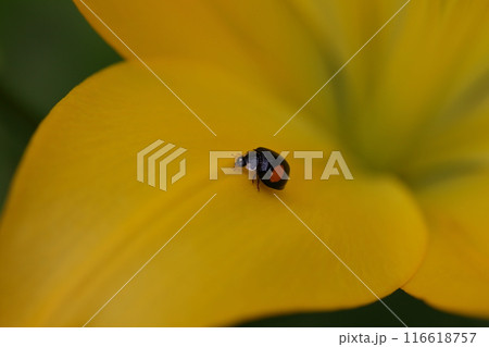 テントウムシとユリの花の写真素材 [116618757] - PIXTA