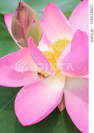 夏の大輪 蓮の花 夏の大輪 蓮の花 116618822