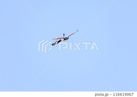 飛翔しながらカラスと戦う美しいケアシノスリ（タカ科）。  日本国群馬県、利根川河川敷にて。 116619067