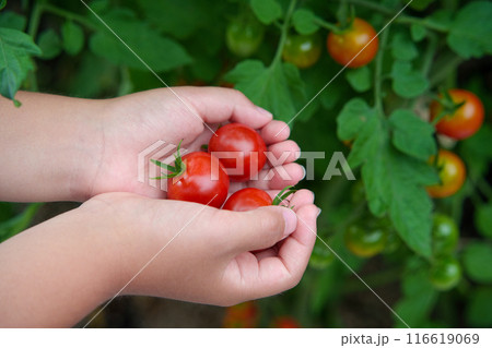 家庭菜園でミニトマトを収穫する子供の手 116619069