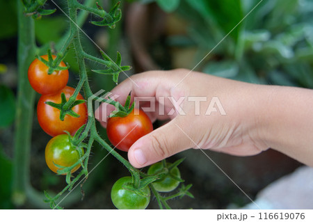 家庭菜園でミニトマトを摘む子供の手 116619076