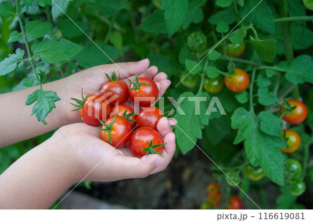 家庭菜園でミニトマトを収穫する子供の手 家庭菜園でミニトマトを収穫する子供の手 116619081