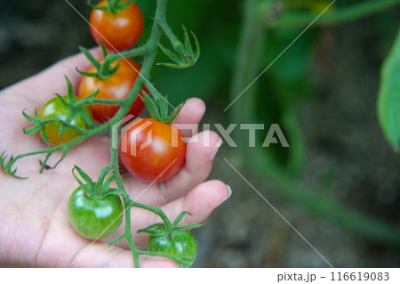 家庭菜園でミニトマトを収穫する子供の手 116619083