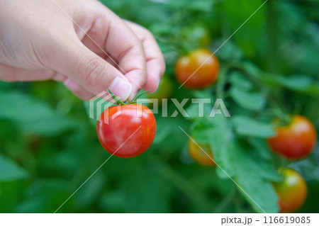家庭菜園でミニトマトを摘む子供の手 家庭菜園でミニトマトを摘む子供の手 116619085