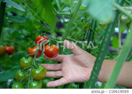 家庭菜園でミニトマトを摘む子供の手 116619089