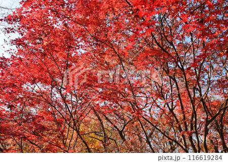 茨城県植物園 2023-11-28 #64 茨城県植物園 2023-11-28 #64 116619284