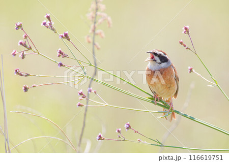 アレチハナガサの枝で「一筆啓上」とさえずるホオジロ 116619751