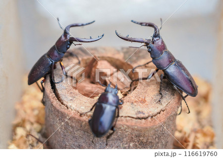 水牛型ノコギリクワガタ 水牛型ノコギリクワガタ 116619760