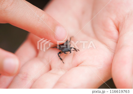 手の平にコクワガタ 手の平にコクワガタ 116619763