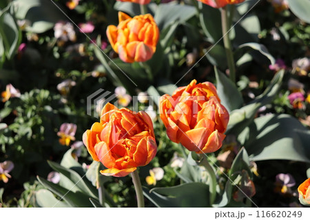 咲き誇るオレンジ色の薔薇 116620249