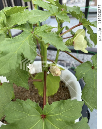 オクラ水耕栽培記録 116620275