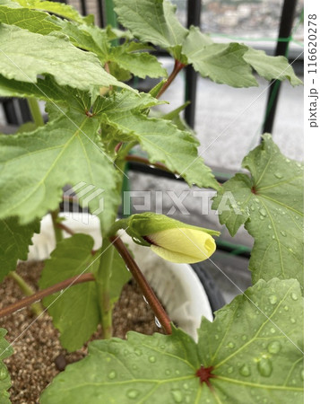 オクラ水耕栽培記録 116620278