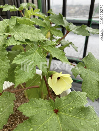 オクラ水耕栽培記録 116620279