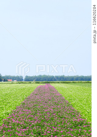 北海道のジャガイモ畑 116620284