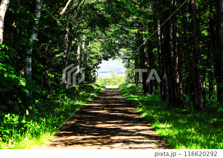 涼しげな緑のトンネル道 涼しげな緑のトンネル道 116620292