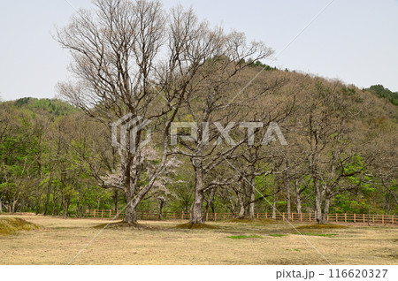 焼地台公園 焼地台公園 116620327