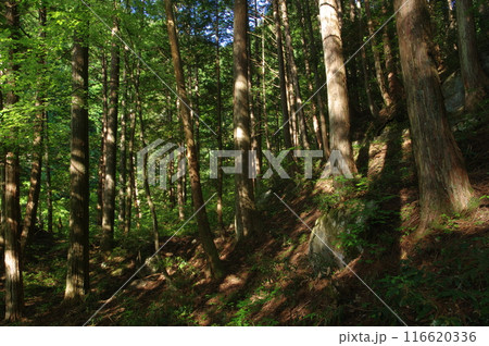 森林風景 森林風景 116620336