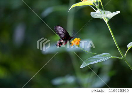 蜜を吸うベニモンアゲハ 116620360