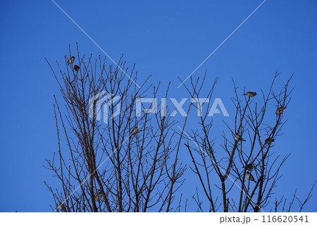 冬空に雀の群れ 116620541