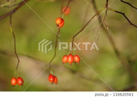 秋の日にひっそり実ローズヒップ 116620561