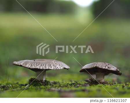 クロハツモドキの生態写真 116621107