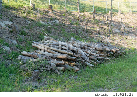 伐採後に放置された丸太 116621323