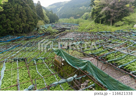 静岡県伊豆市筏場のわさび田 116621338
