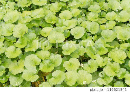 わさび畑の花と葉 116621341