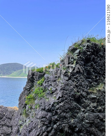 草花が生えた岩のある海岸 草花が生えた岩のある海岸 116621390