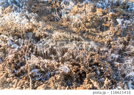 霜柱のクローズアップ 116621418