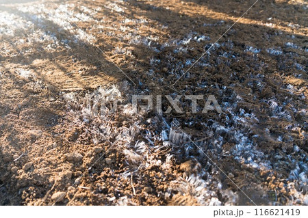 霜柱のクローズアップ 116621419