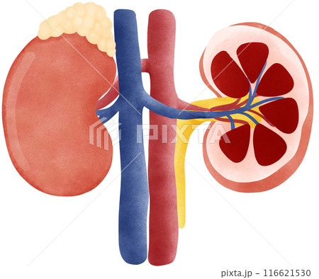 Kidney system Kidney system 116621530