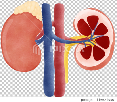Kidney system Kidney system 116621530