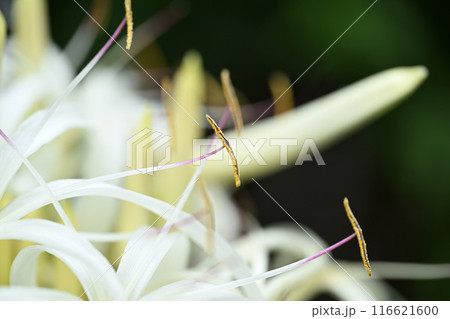 ハマユウ（浜木綿）の葯 116621600