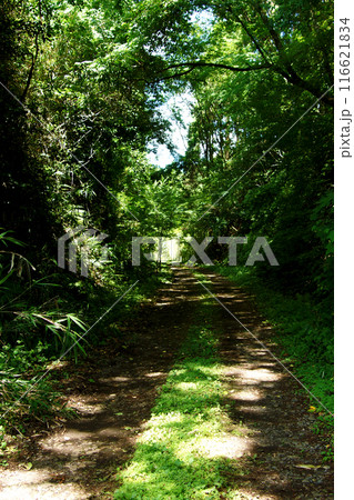 熊本県阿蘇郡小国町　旧国鉄宮原線遊歩道　沿線の風景　新緑の森 116621834