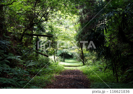 熊本県阿蘇郡小国町　旧国鉄宮原線遊歩道　沿線の風景　新緑の森 116621836