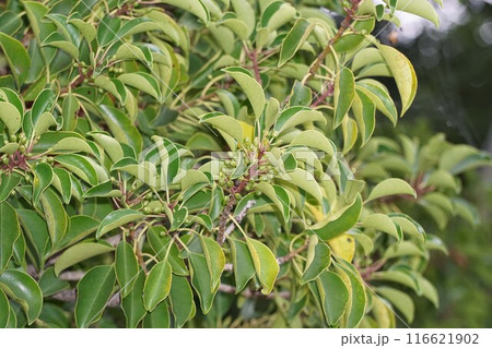 クロガネモチの若い実・2024年㋆ クロガネモチの若い実・2024年㋆ 116621902