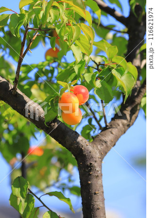 熟したたくさんの梅の実 116621974