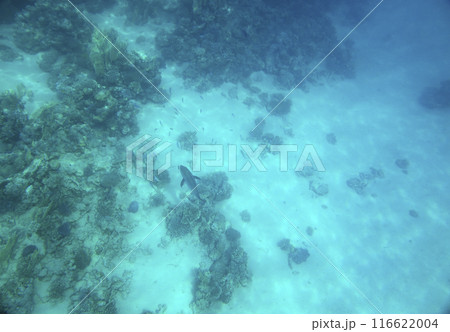 sea fish, coral reef, underwater 116622004