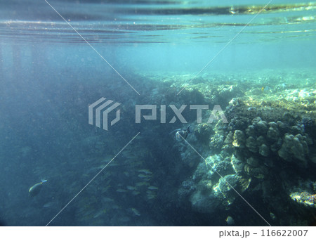 sea fish, coral reef, underwater sea fish, coral reef, underwater 116622007