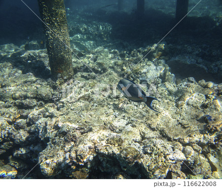 sea fish, coral reef, underwater 116622008