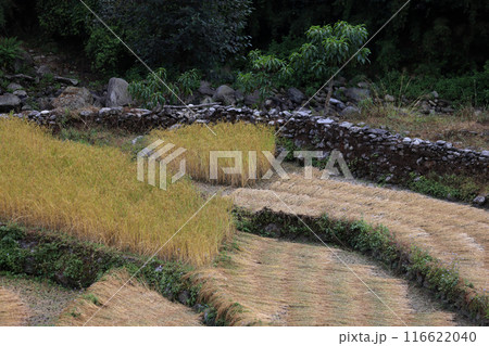 scenery of autumn in farmland and village of Birethanti, Nepal scenery of autumn in farmland and village of Birethanti, Nepal 116622040