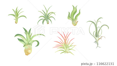 おしゃれな観葉植物エアプランツ　水彩タッチイラストセット 116622131