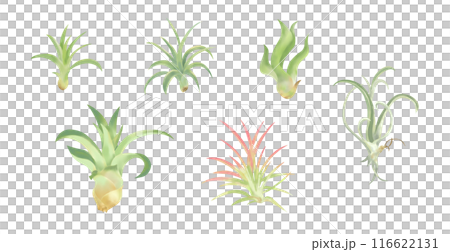 おしゃれな観葉植物エアプランツ　水彩タッチイラストセット 116622131