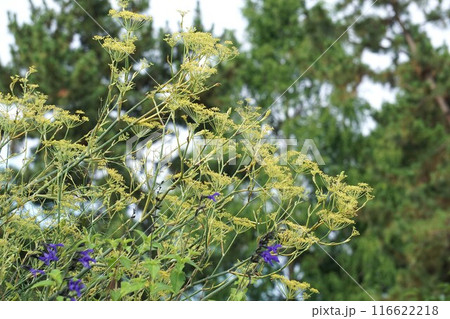 ウイキョウの花・2024年7月 116622218