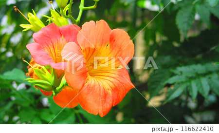 ノウゼンカズラの花のある風景 116622410