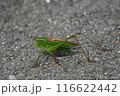 アスファルトの道に出てきたニシキリギリス♂ 116622442