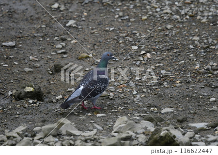 首の羽毛がきれいなカワラバト 116622447