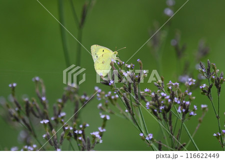 モンキチョウの吸蜜 116622449